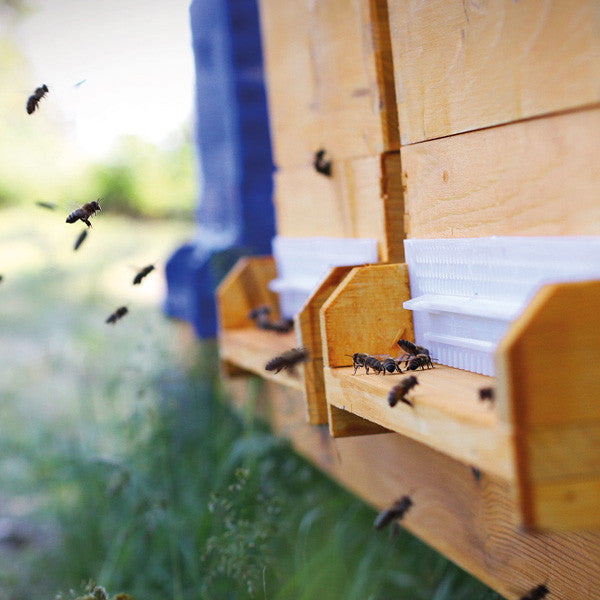 Bienen mit Bio-Honig